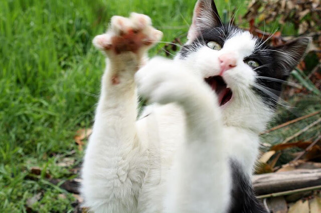 PG平台-极速与铁壁,F1新赛季揭幕战与鹈鹕防守哲学的交响